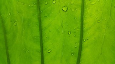 yeşil yaprak dokusu, arkaplan, kapat