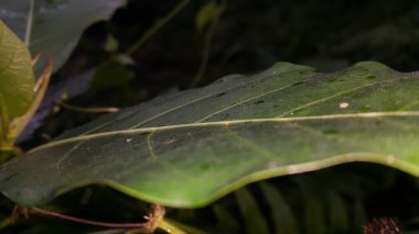 Yeşil yaprağın yakın plan çekimi.