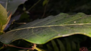 Ağaçtaki yeşil yaprağın yakın plan çekimi.