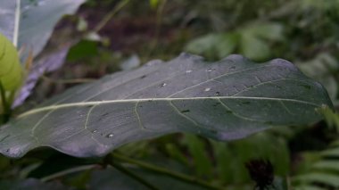 yeşil yapraklar, bitkiler ve yapraklar