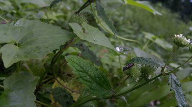 Bitkilerin üzerine tünemiş küçük böcekler.