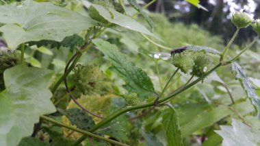 Bitkilerin üzerine tünemiş küçük böcekler.