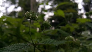 yeşil yapraklar, bitkiler ve yapraklar