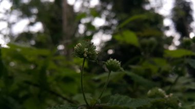 Ormanda güzel çiçekler