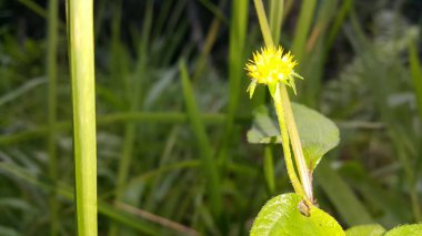 Güzel botanik fotoğrafı, doğal duvar kağıdı.