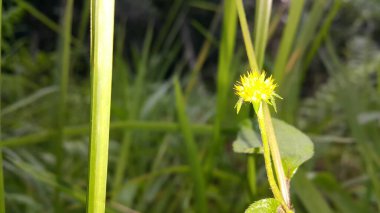 Güzel botanik fotoğrafı, doğal duvar kağıdı.