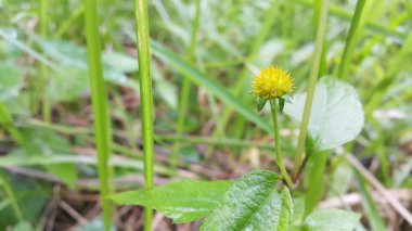 Bahçedeki güzel çiçekler