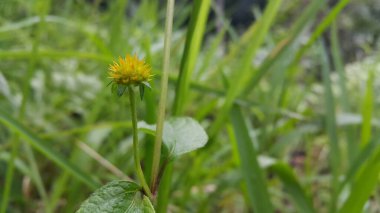 Bahçedeki güzel çiçekler