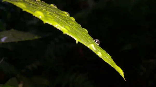 Wassertropfen Auf Dem Blatt — Stockfoto