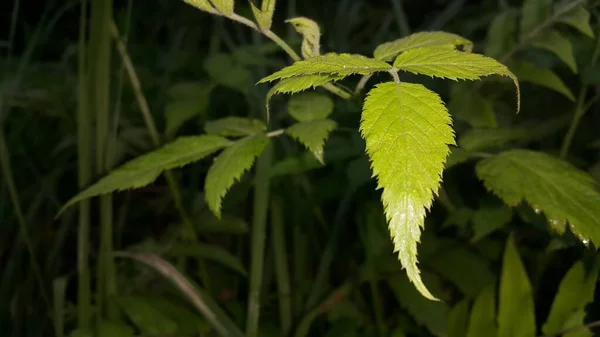 花园里一株植物的绿叶 — 图库照片