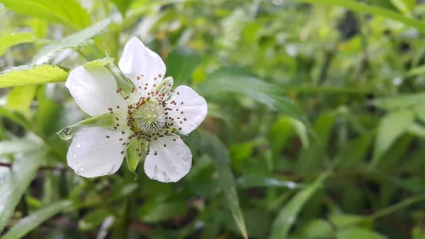 Fleurs Blanches Dans Jardin — Photo