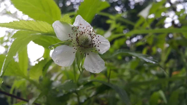 Piękne Białe Kwiaty Ogrodzie — Zdjęcie stockowe