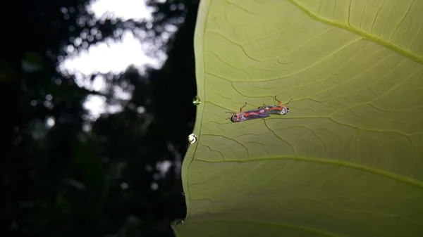 Pequenos Insetos Empoleirados Plantas — Fotografia de Stock