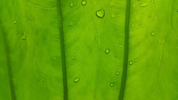Yeşil Yaprak Dokusu Arkaplan Kapat — Stok fotoğraf