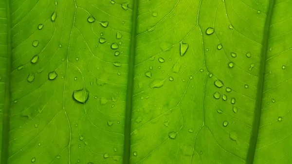 Textura Folha Verde Fundo Close — Fotografia de Stock