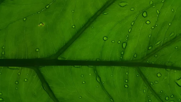 Groene Bladtextuur Natuurlijke Achtergrond — Stockfoto
