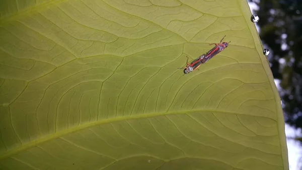 Pequenos Insetos Empoleirados Plantas — Fotografia de Stock