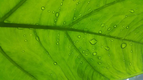 Zbliżenie Tekstury Zielonych Liści — Zdjęcie stockowe