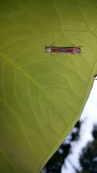 Small Insects Perched Plants — Stock Photo, Image