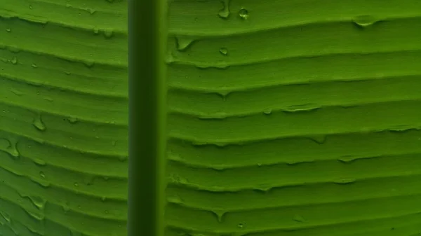 Textura Folha Verde Fundo Abstrato — Fotografia de Stock