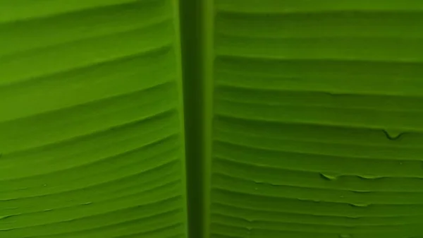 Yeşil Yaprak Dokusu Arkaplan — Stok fotoğraf