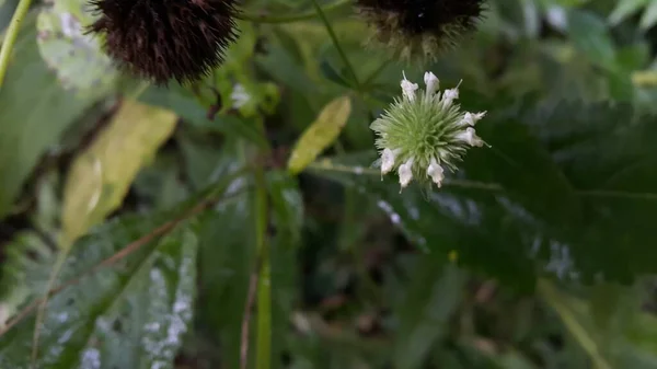 花园里美丽的花 — 图库照片