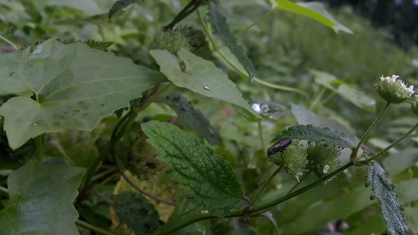 Bitkilerin üzerine tünemiş küçük böcekler.