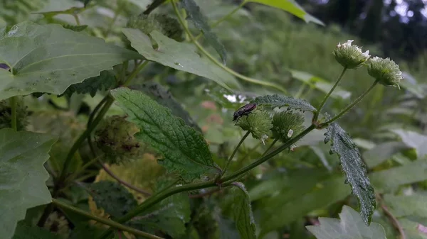 Bitkilerin üzerine tünemiş küçük böcekler.