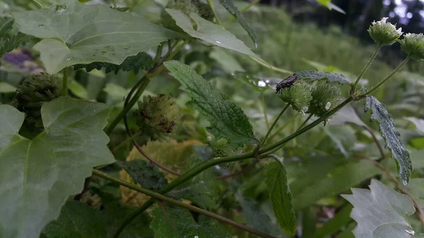 Bitkilerin üzerine tünemiş küçük böcekler.