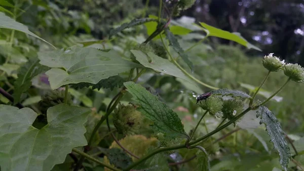 Kleine Insekten Sitzen Auf Pflanzen — Stockfoto
