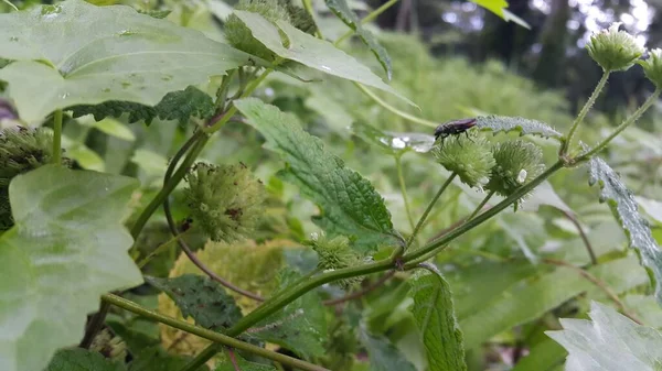 Bitkilerin üzerine tünemiş küçük böcekler.