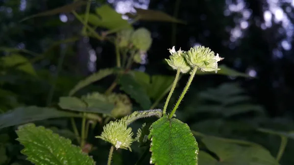 Krásný Botanický Záběr Přírodní Tapety — Stock fotografie