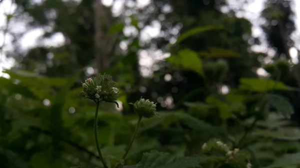 花园里美丽的花 — 图库照片