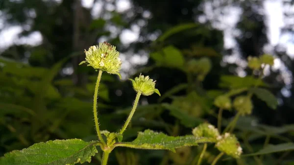 Bel Colpo Botanico Carta Parati Naturale — Foto Stock