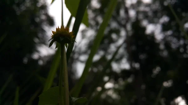 花园里美丽的花 — 图库照片