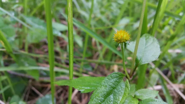 Mooie Bloemen Tuin — Stockfoto