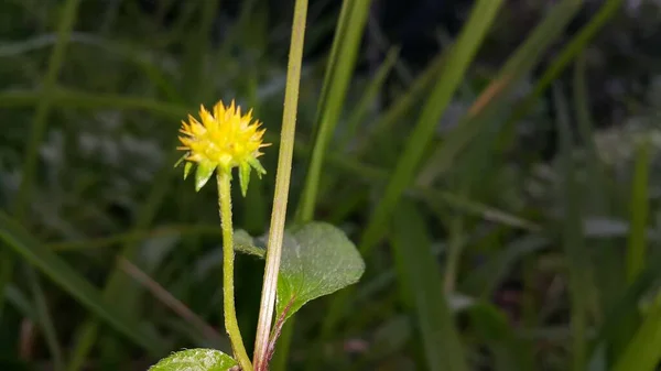 Schöne Blumen Garten — Stockfoto