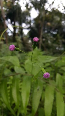 Bahçedeki güzel çiçekler