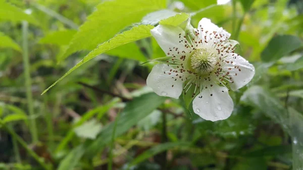 Belles Fleurs Blanches Une Poire Sur Fond Feuilles Vertes — Photo