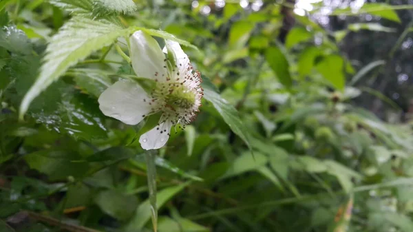 美丽的植物学照片 天然壁纸 — 图库照片