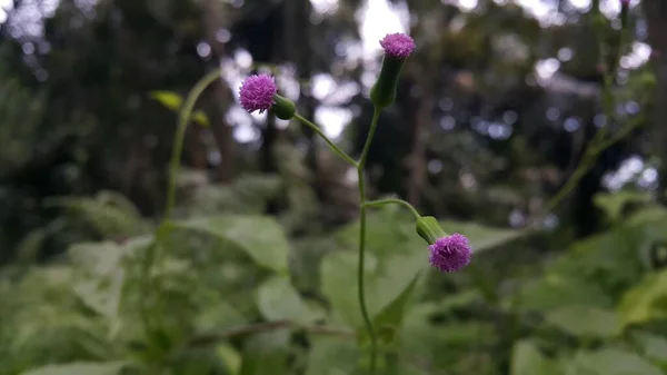 Belles Fleurs Dans Jardin — Photo