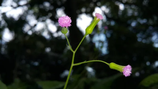 花园里美丽的花 — 图库照片