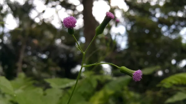 Schöne Blumen Garten — Stockfoto