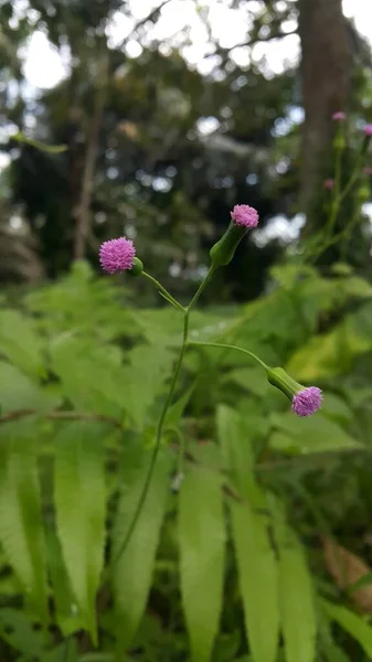 Beau Plan Fleurs Violettes Dans Herbe Une Plante Une Fleur — Photo