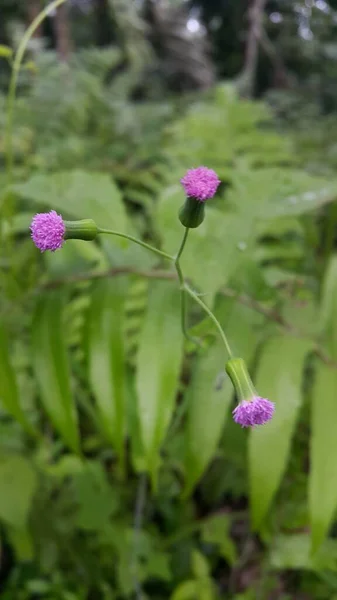 草丛中一束美丽的紫色花朵 一株植物 一朵花 — 图库照片