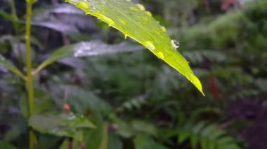 yeşil yaprak dokusu, arkaplan, kapat