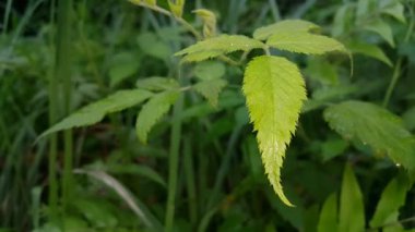 yeşil yaprak dokusu, arkaplan, kapat
