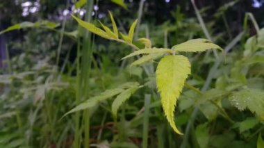 Bahçede yeşil yapraklar