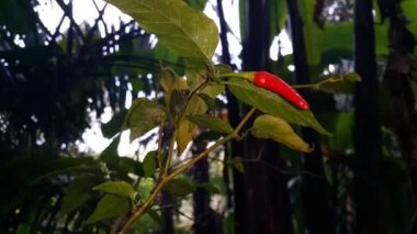 Ormanda kırmızı biber