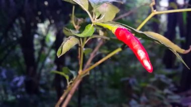 Ormanda kırmızı biber